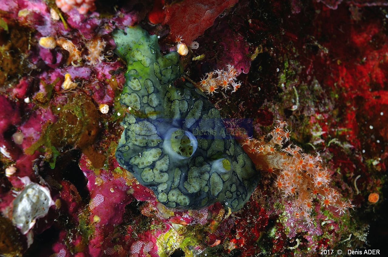 Hemimycele arabica Eponge cratere de mer rouge-Safaga Panomara Reef N-29m-20171123-Denis-ADER-DSC_3616_tn.jpg